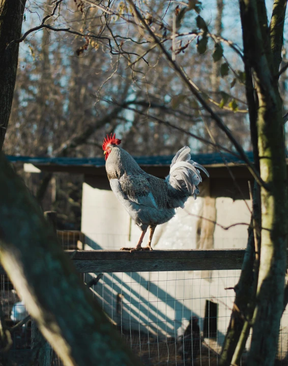 a rooster with red head standing on a fence