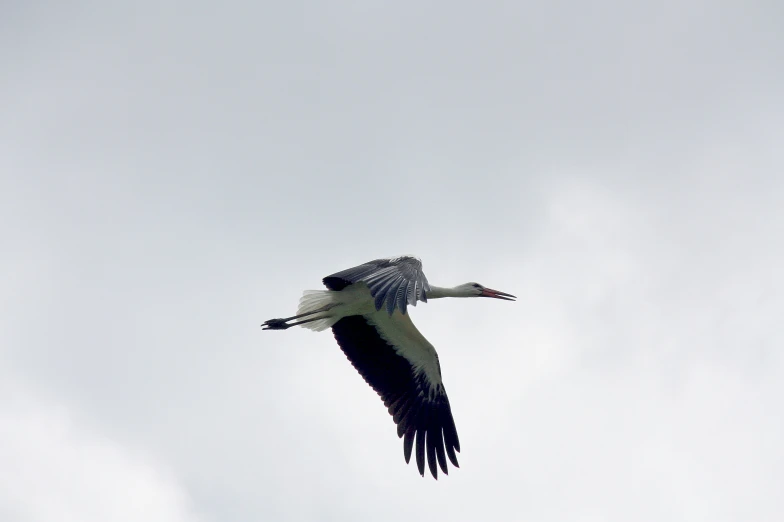 a bird flying on a clear day with clouds in the sky