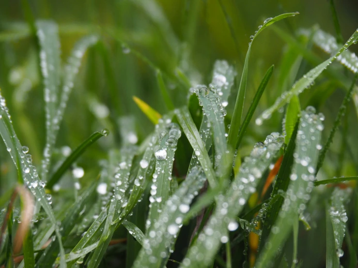 water droplets on green grass after the storm