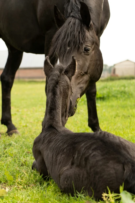 a black horse is being playful with a baby