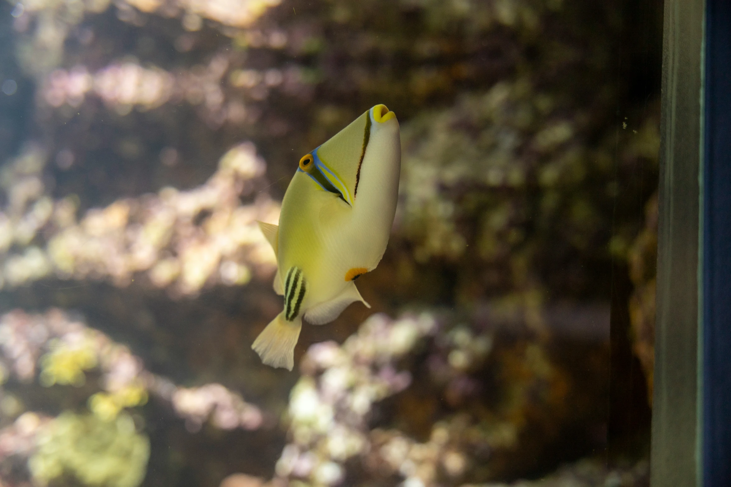 a yellow and blue fish with a tree in the background