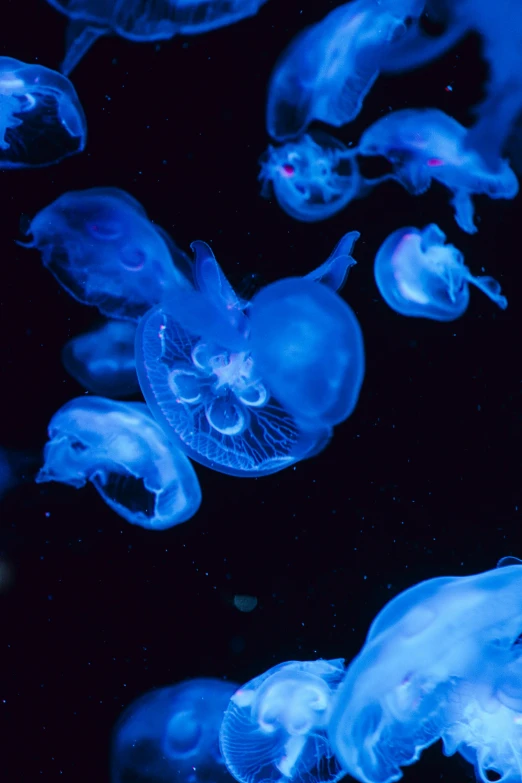 blue jellyfish floating in the water together