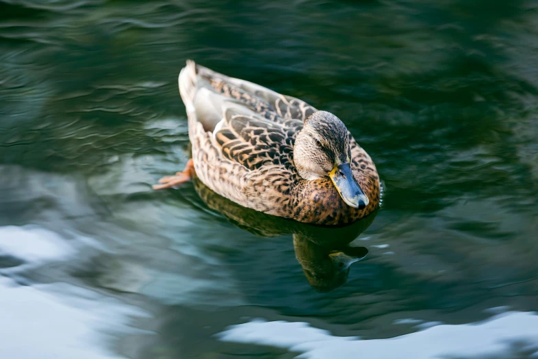 a duck swimming across a pond, near green water