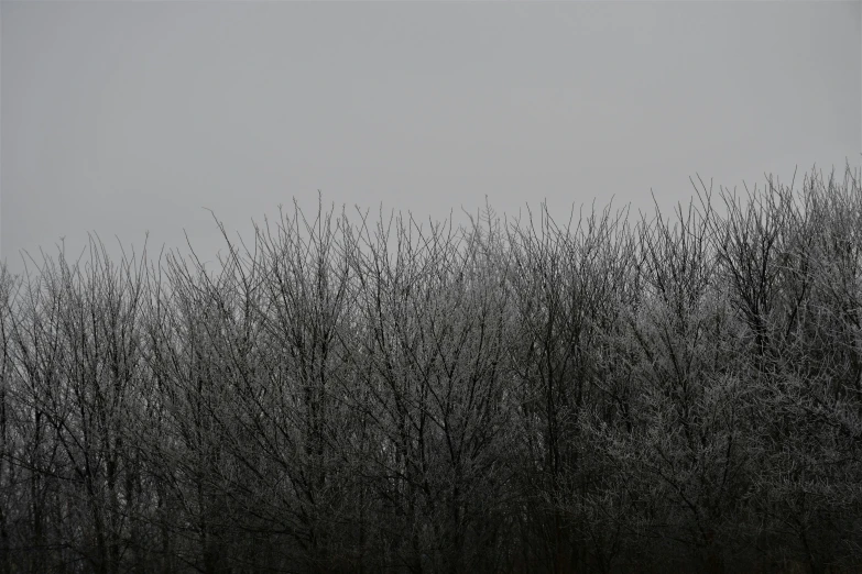 trees covered in heavy rain during the day