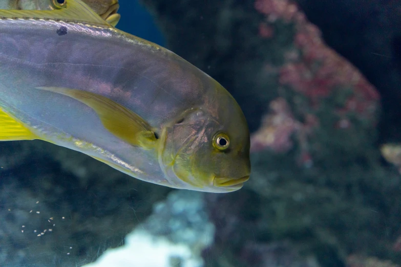 two yellow and white fish under water in an aquarium