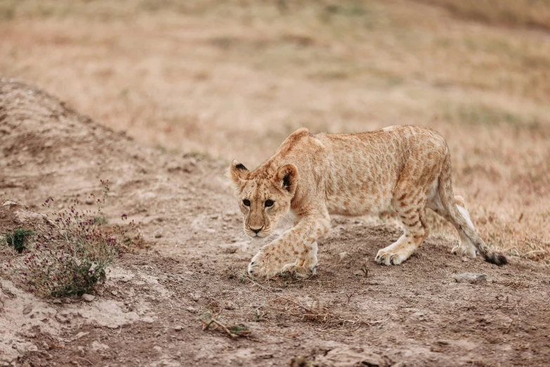 a young lion is walking through a dry grass plain