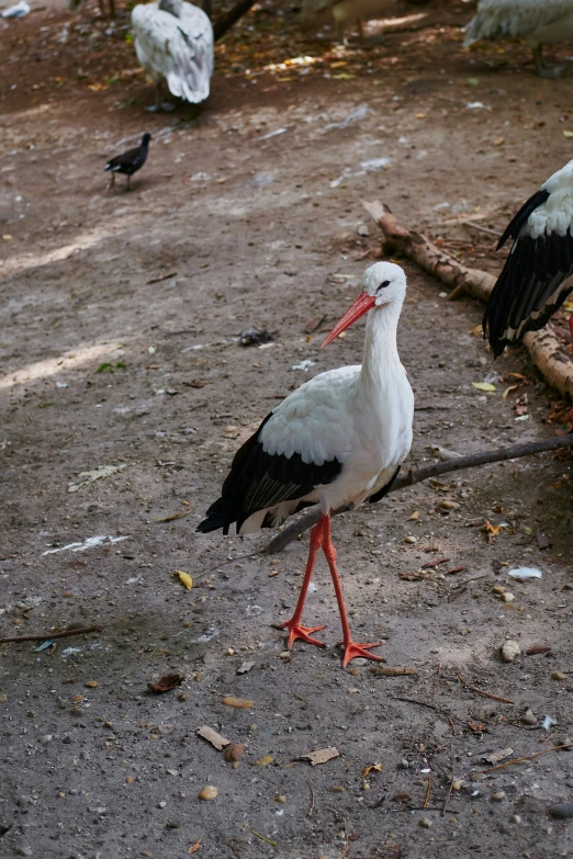 a bunch of birds walking around a dirt lot