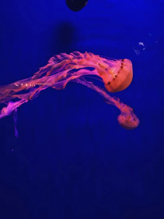 an orange and white jellyfish floating in water