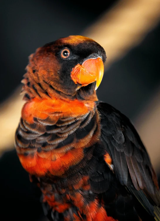 a parrot looking down at the camera