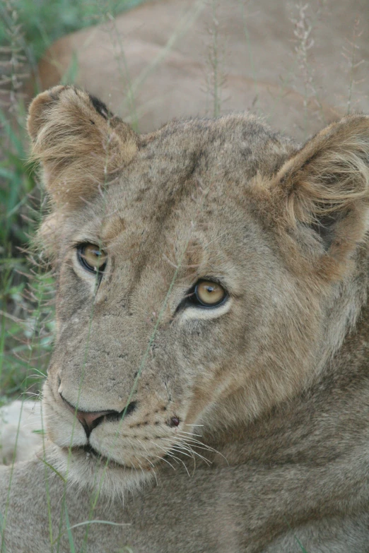 a lion that is laying in some grass