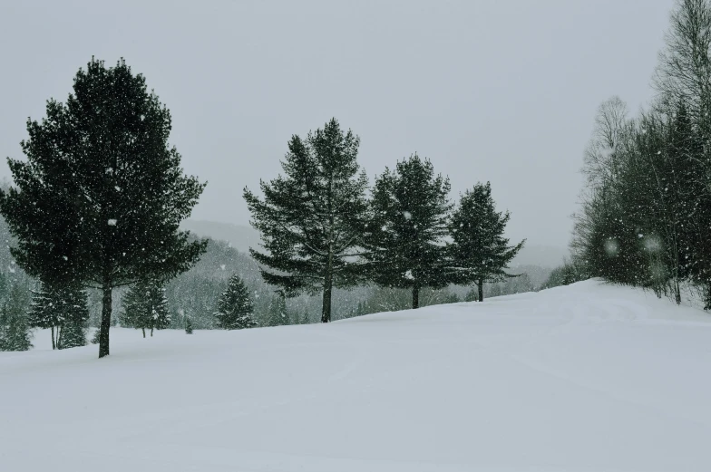 trees and snow covered hill on a cloudy day