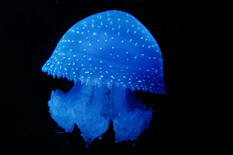 there is blue jellyfish with little white spots