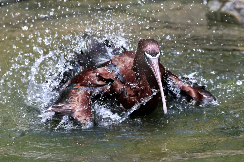 two birds play together in the water as it rains