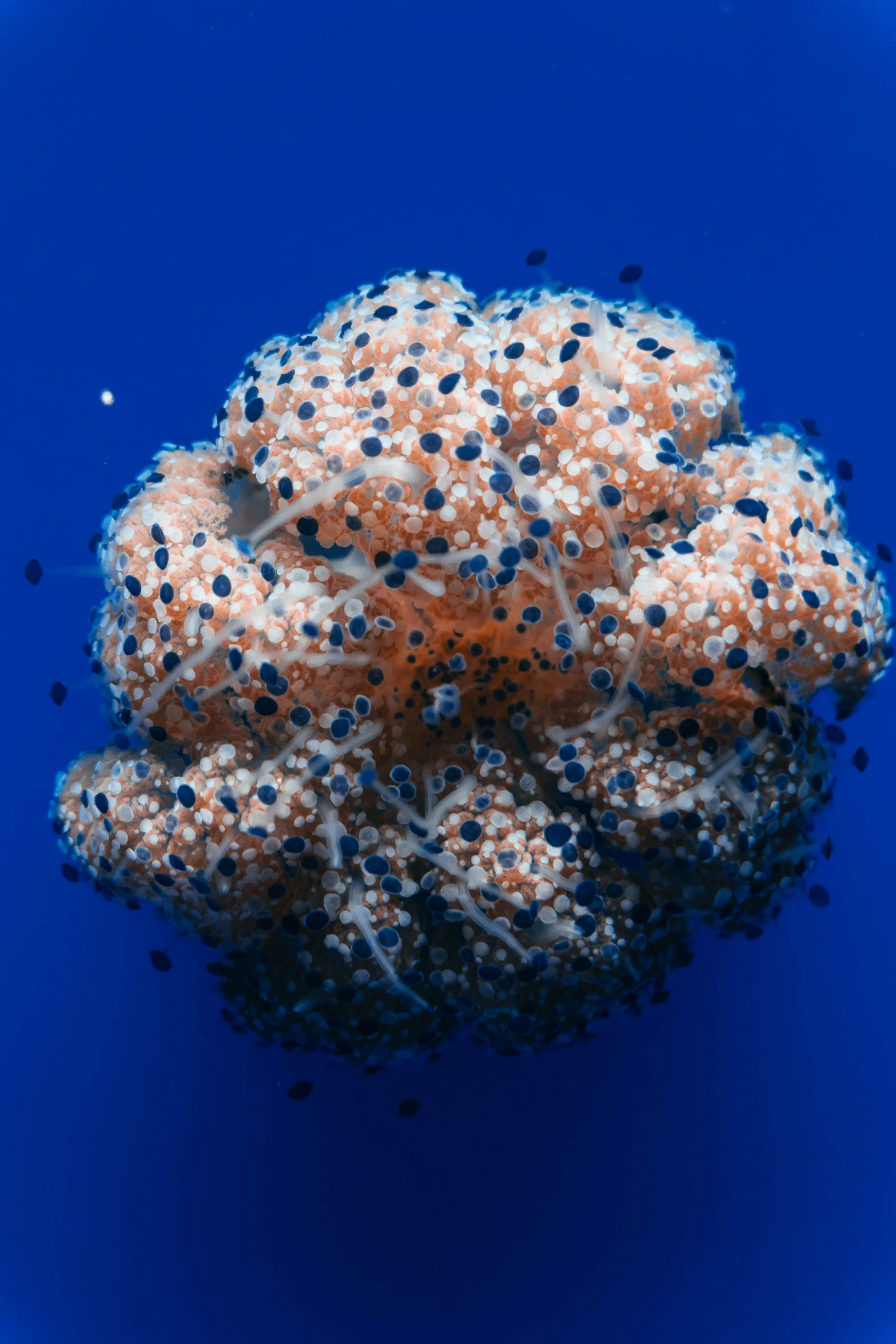 a coral covered with colorful seaweed and rocks