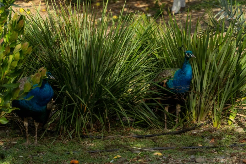 two blue birds in the grass next to trees
