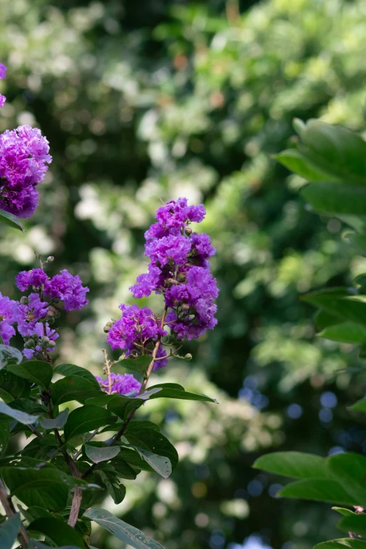 purple flowers and trees are in the background