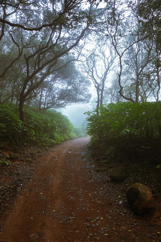 trees and shrubs line the forest path as it comes to a light