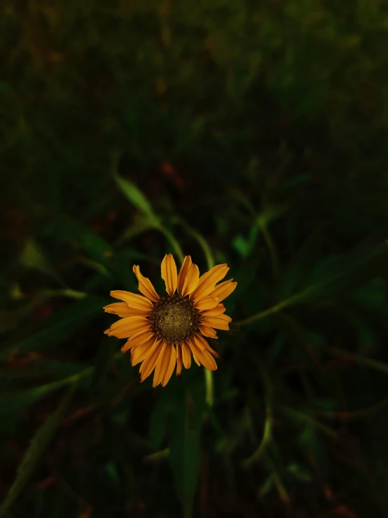 a single yellow flower sitting in the middle of grass