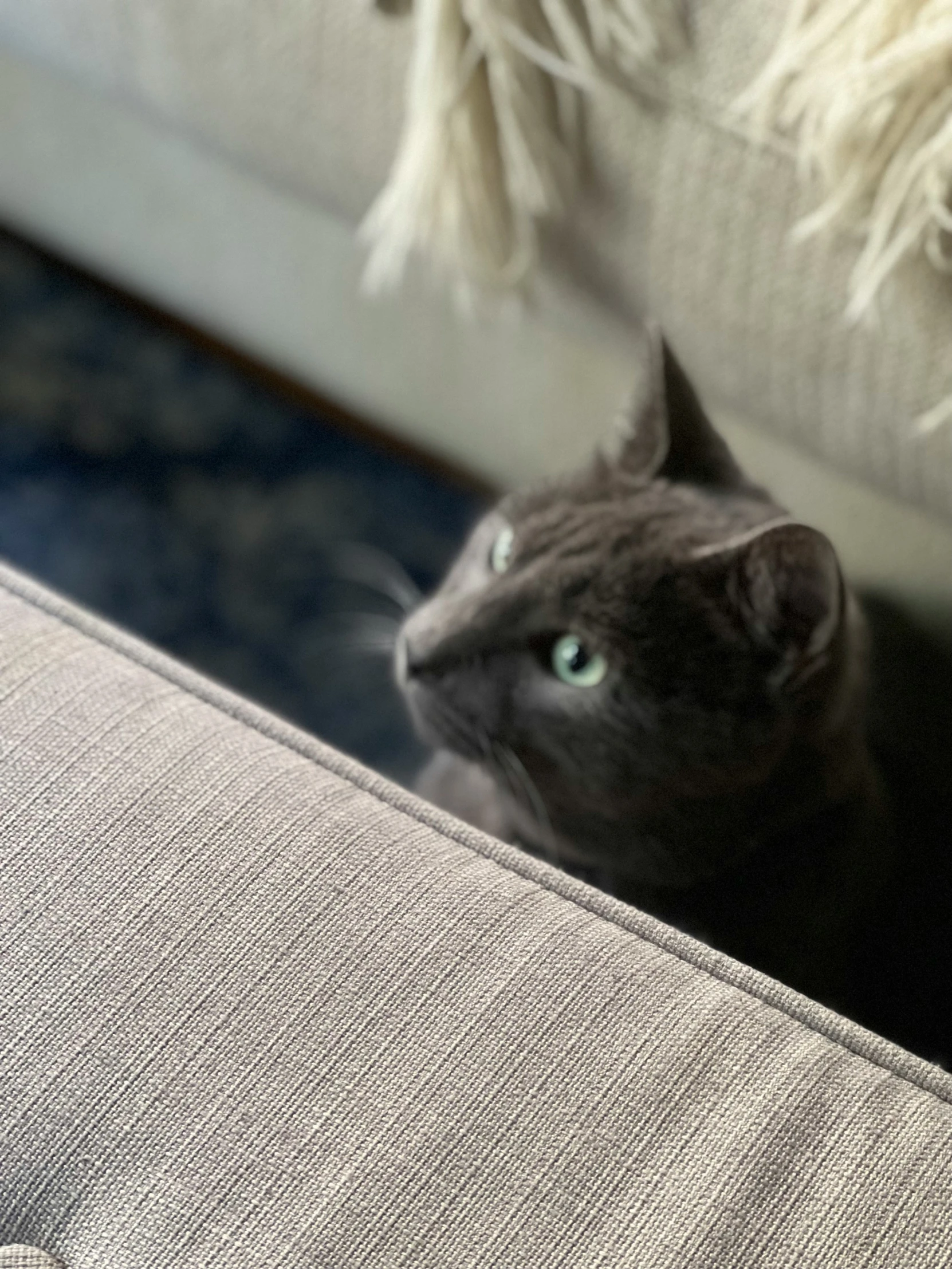 a grey cat sitting on the side of a couch with a blurry po behind it