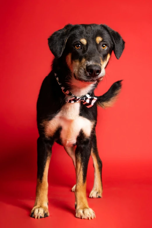 a black dog with brown spots looking forward