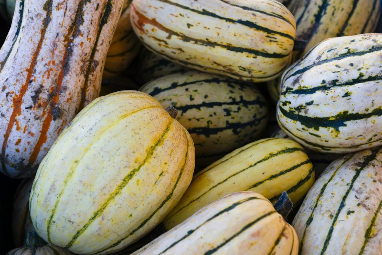 gourds with black and green streaks sitting in a bin