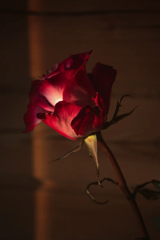 a single red rose is in a vase