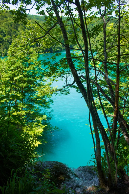 a body of water in a forested area