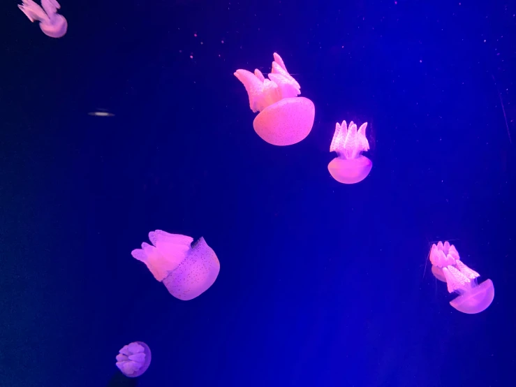 a large group of jellyfish swimming in water