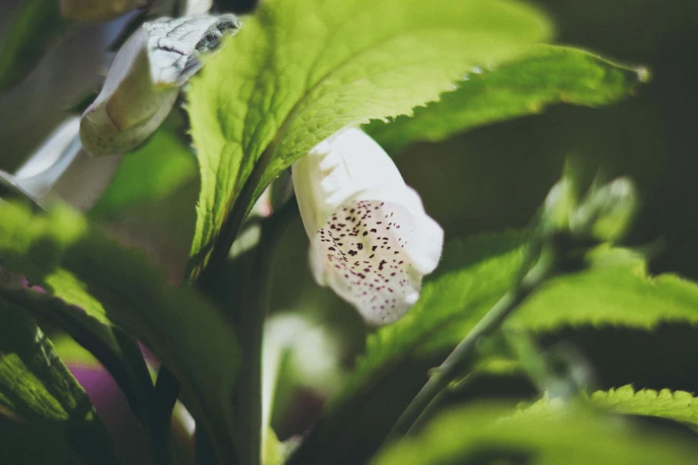 a close up s of a flower that's blooming from the bottom