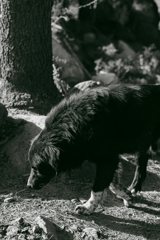 an animal grazing in a grassy area next to a tree