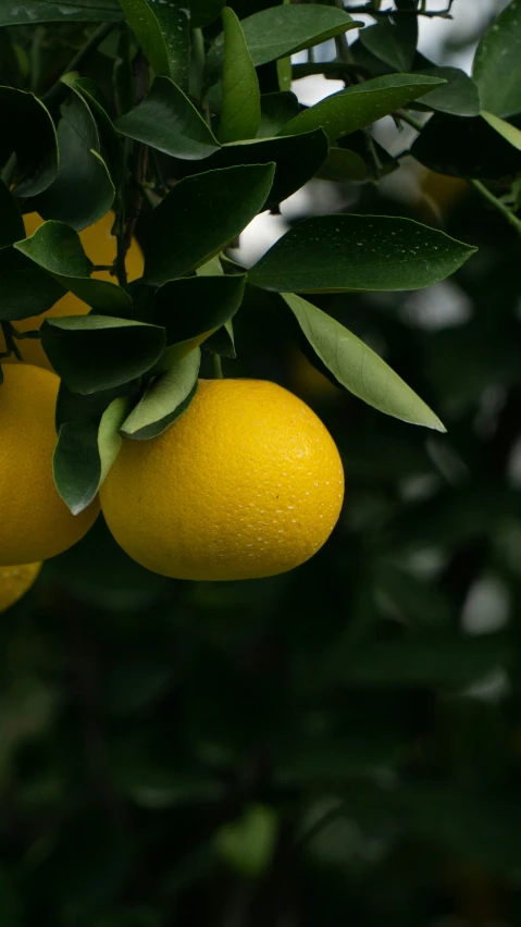 this is a picture of three lemons hanging on the tree