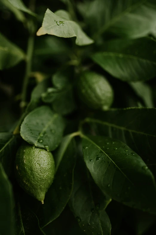 a close up s of some leaves with water drops on them