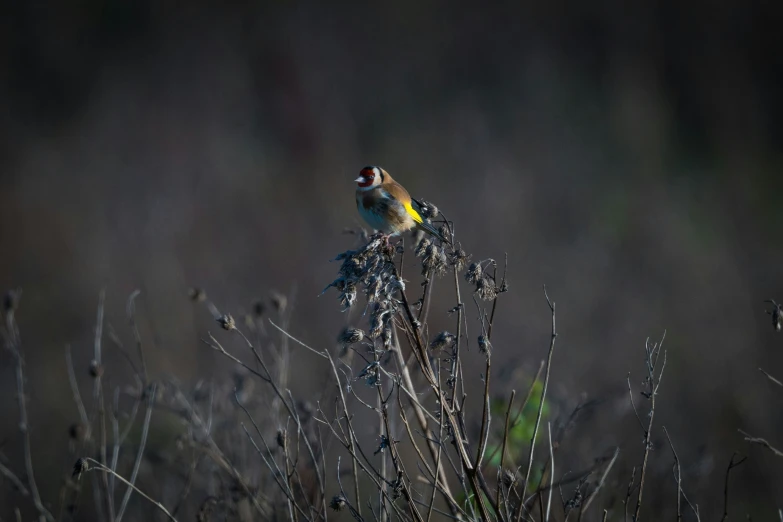 the small bird is perched on the tall tree