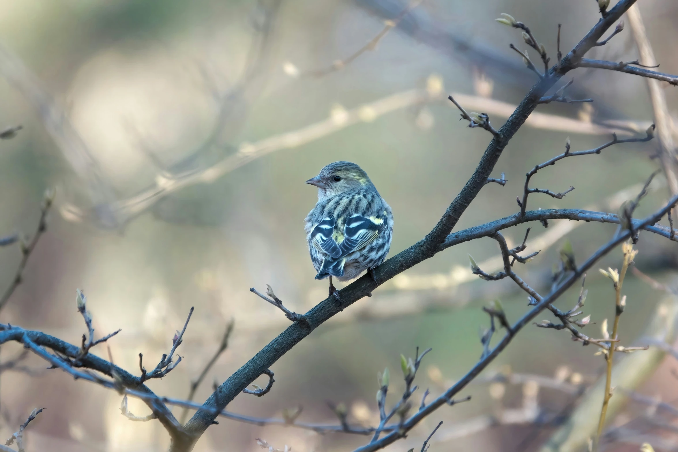 a small bird sitting on a nch in a tree