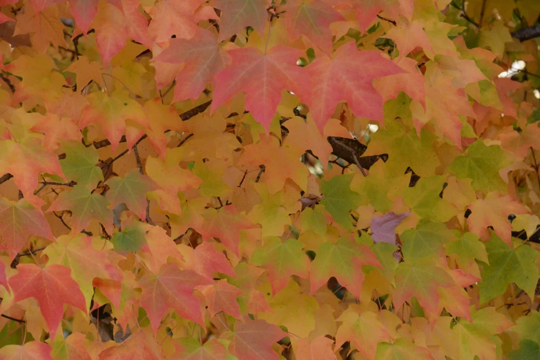 a bunch of leaves of various colors on a tree