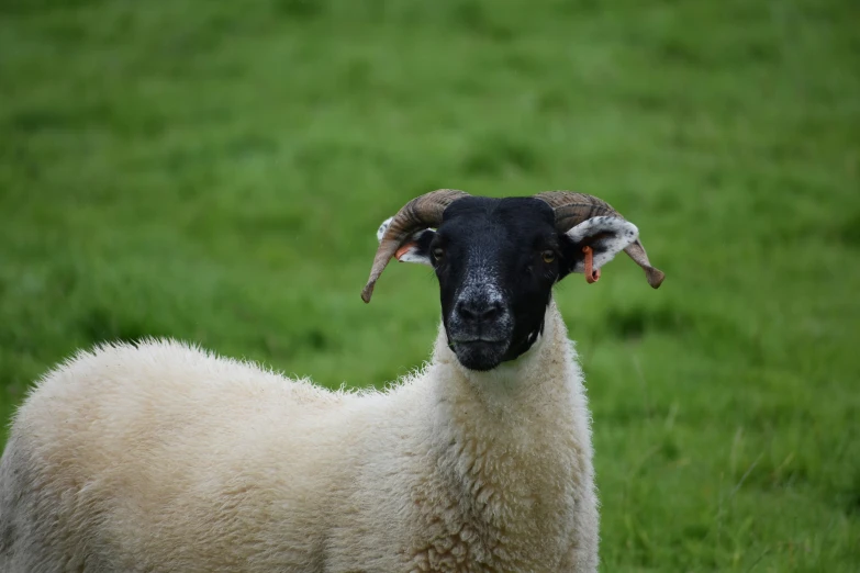 a close up of an animal in the grass