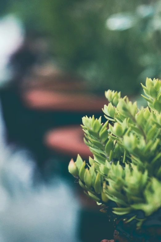 a green plant with large leaves is growing out of the ground