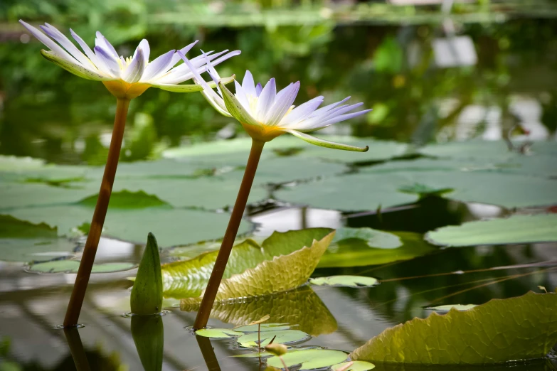 two white flowers sticking out of the water surrounded by lily pads