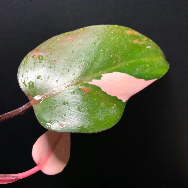 a leaf that is partially covered by water droplets