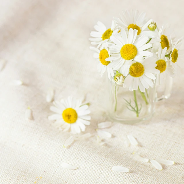 daisies in a vase on a linen table