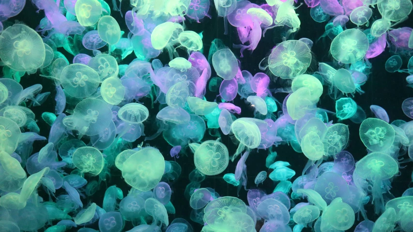 a group of jellyfish are glowing purple and blue in this po