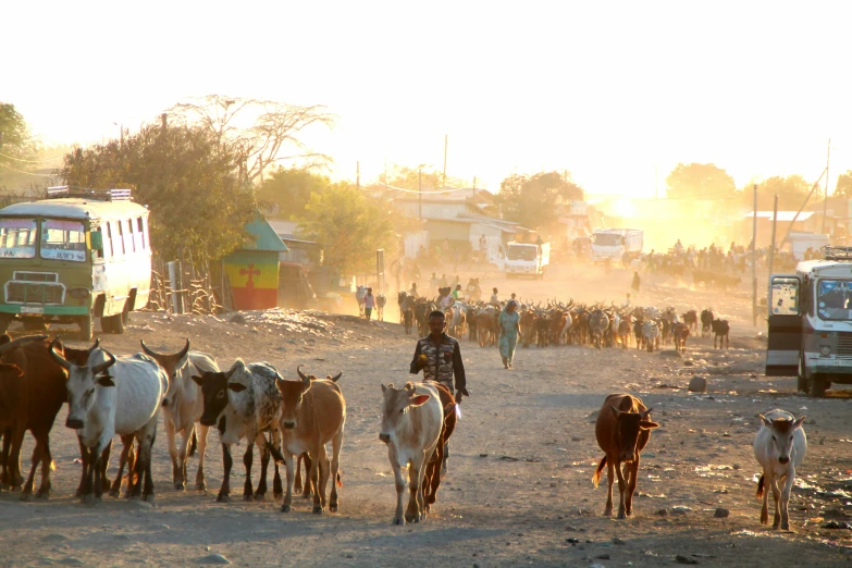 there are many animals walking around a village