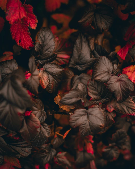 there is a large bunch of autumn leaves