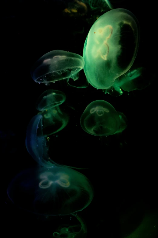 group of jellyfish swimming in a pool at night