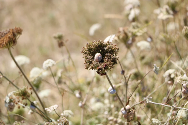 there is a little blue bird that is sitting on a plant