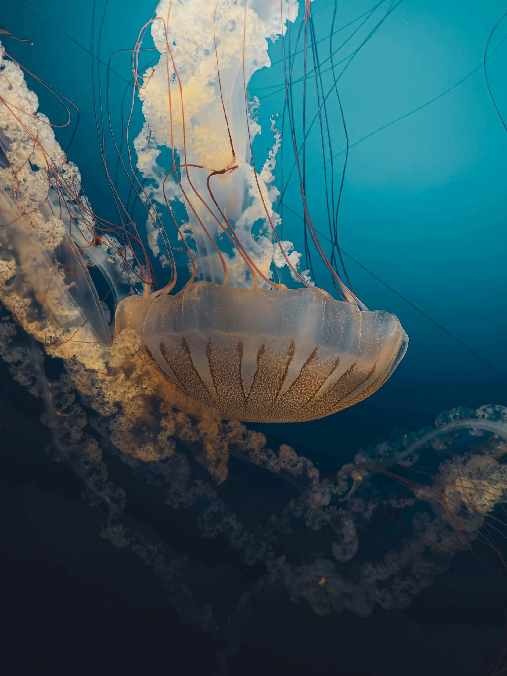 this is an underwater po of jellyfish with very large heads