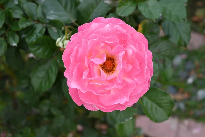 a pink rose that is blooming in the middle of leaves