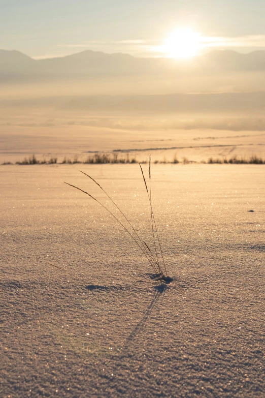 a single tall stalk of grass sitting on the snow