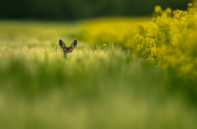 a deer is standing alone in the middle of tall grass and a wildflowers