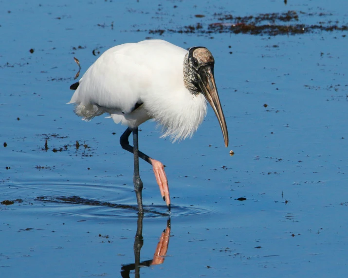 a bird with a long bill and large beak wading in shallow water